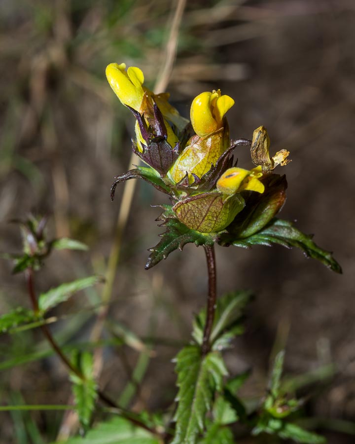 Rhinanthus personatus